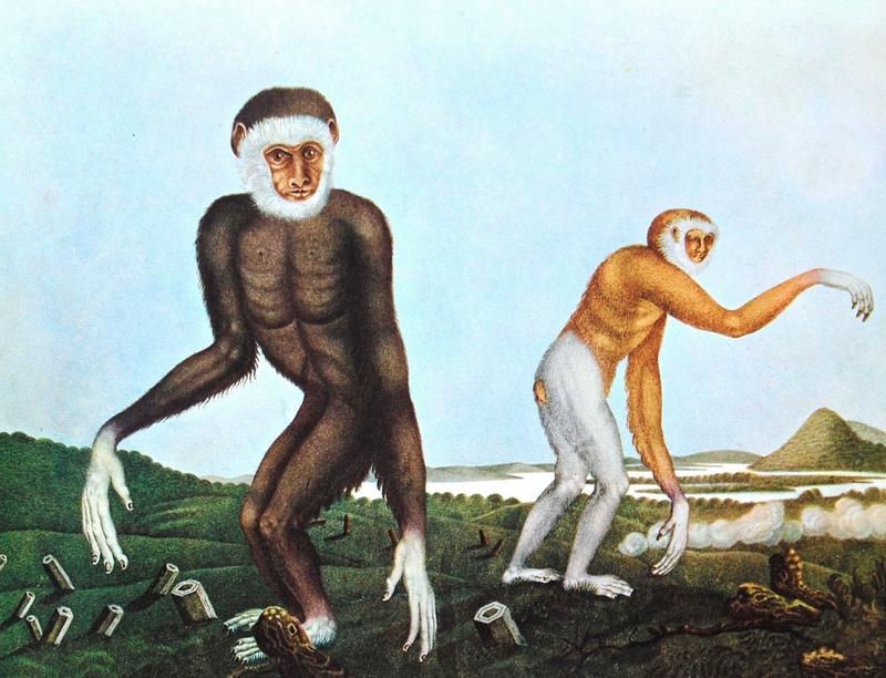 Illustration for article titled How Europeans Imagined Exotic Animals Centuries Ago, Based on Hearsay